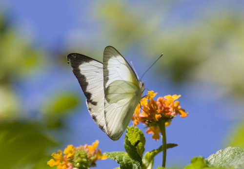 Glutophrissa drusilla