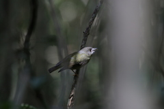 Tregellasia capito capito