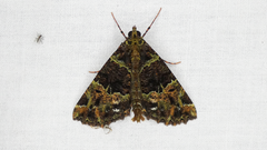 Charca canopus