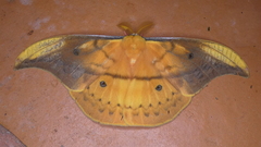 Copaxa syntheratoides