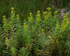 Euphorbia lucida