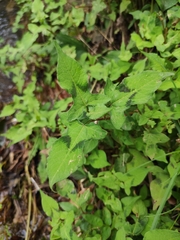 Persicaria thunbergii