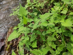 Persicaria thunbergii