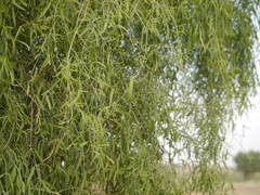 Salvadora oleoides