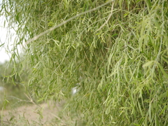 Salvadora oleoides