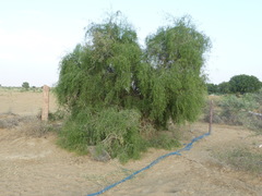 Salvadora oleoides