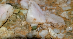 Tylecodon schaeferianus