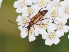 Stenurella septempunctata