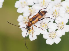 Stenurella septempunctata