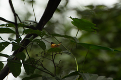 Cupha erymanthis lotis