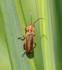 Cantharis livida