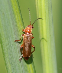 Cantharis livida