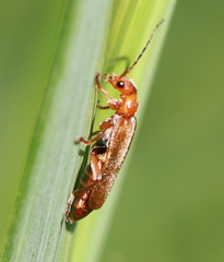 Cantharis livida
