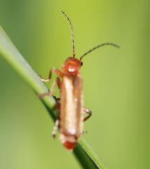 Cantharis livida
