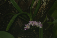 Aerides maculosa
