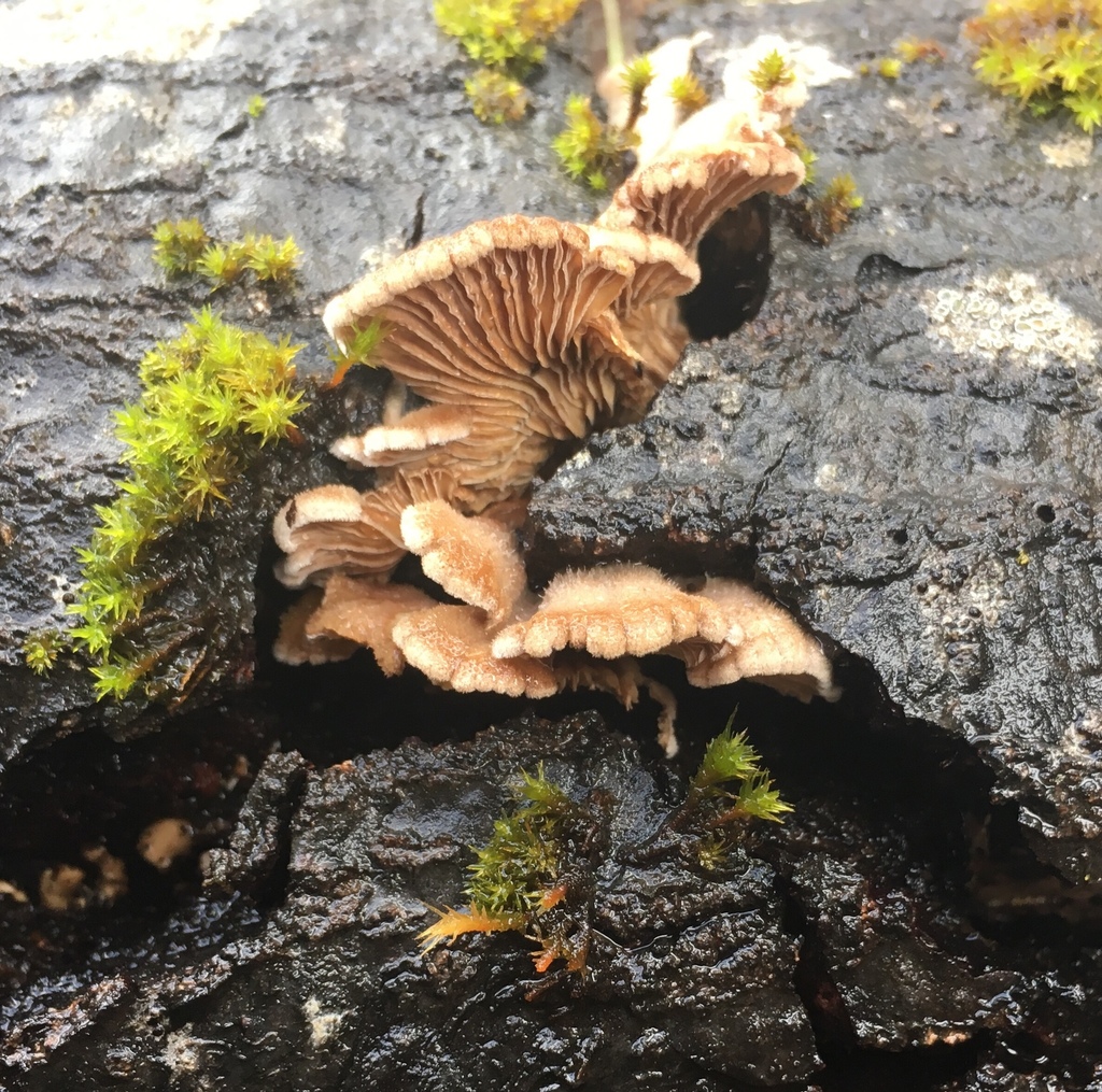 splitgill mushroom from Manzanita Park, Salinas, CA, US on March 3 ...