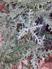 Artemisia afra
