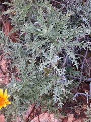 Artemisia afra