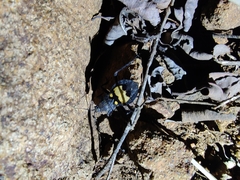 Catamiarus brevipennis