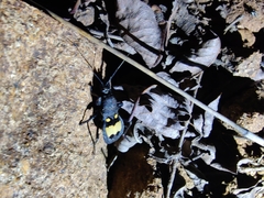 Catamiarus brevipennis