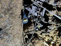 Catamiarus brevipennis