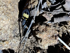 Catamiarus brevipennis