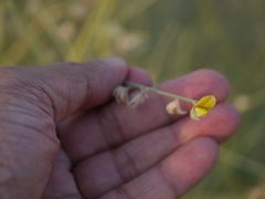Crotalaria burhia
