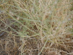 Crotalaria burhia