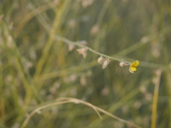 Crotalaria burhia