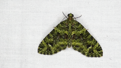 Hammaptera vanonaria