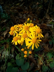 Packera coahuilensis