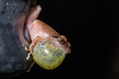 Pseudophilautus amboli
