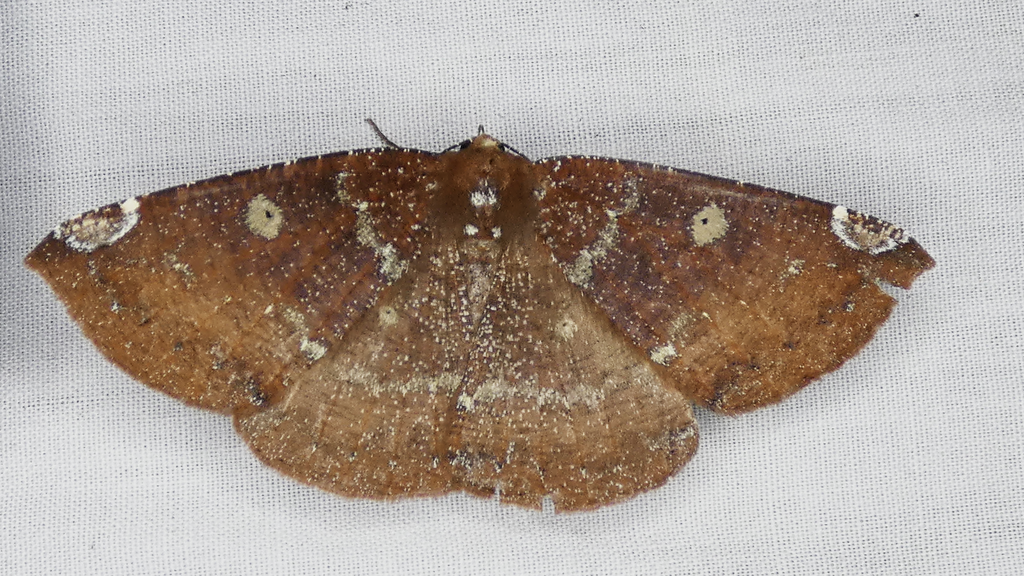 Herbita amicaria