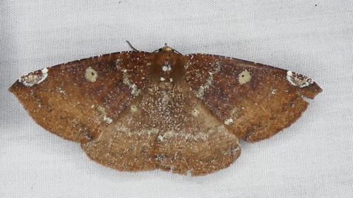 Herbita amicaria