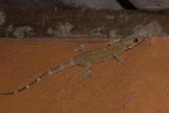Hemidactylus prashadi