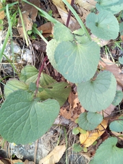 Packera coahuilensis