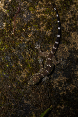 Hemidactylus prashadi