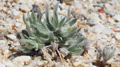 Stylocline micropoides