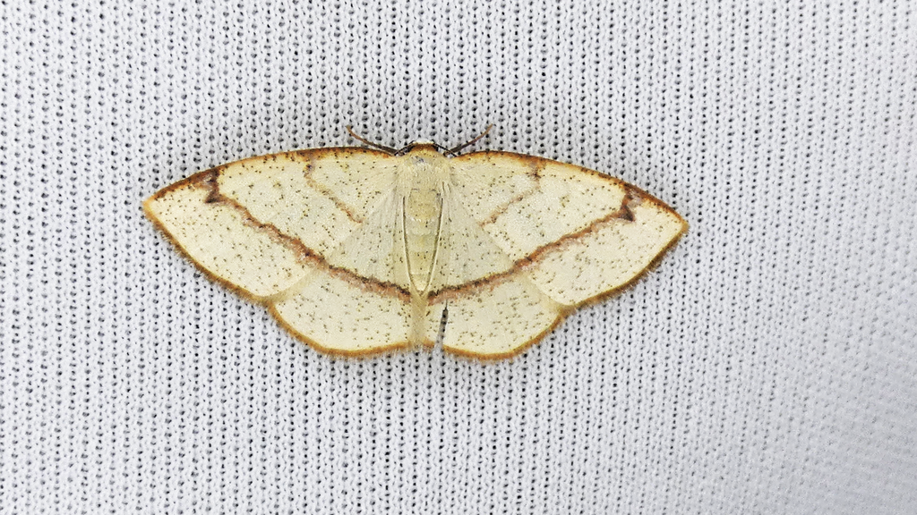 Microxydia ruficomma
