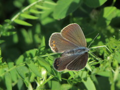 Polyommatus amandus
