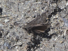 Erynnis persius borealis