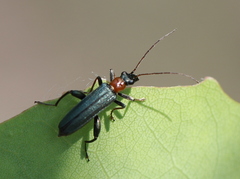 Oedemera croceicollis