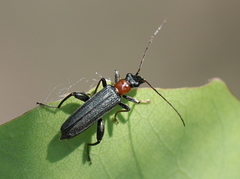 Oedemera croceicollis