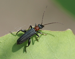 Oedemera croceicollis