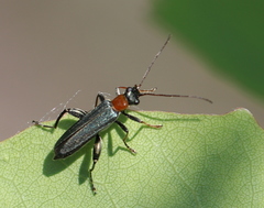 Oedemera croceicollis