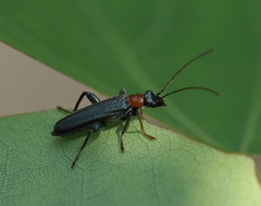 Oedemera croceicollis