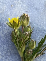 Potentilla bimundorum