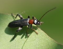 Oedemera croceicollis