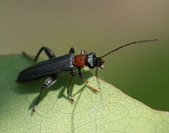 Oedemera croceicollis