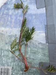 Potentilla bimundorum